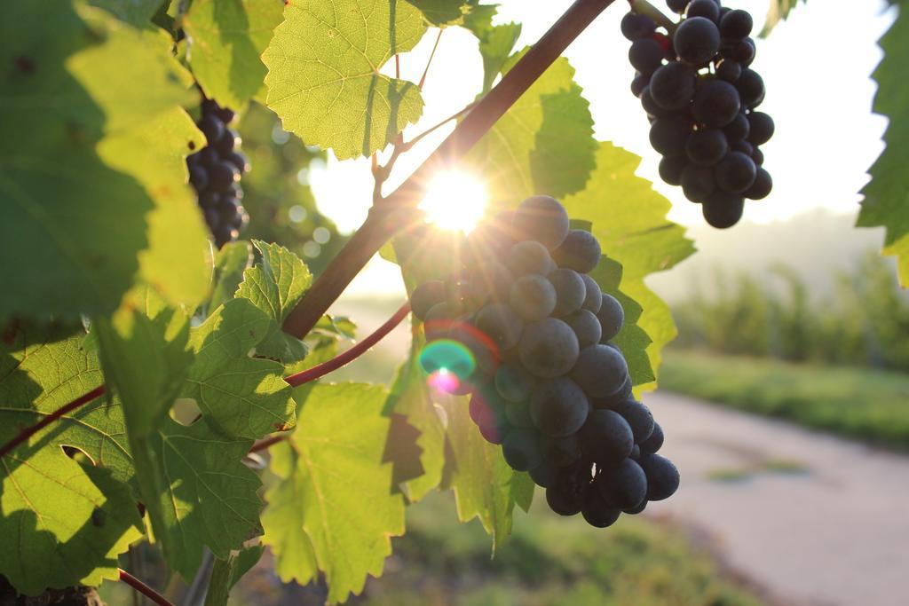 Schroeders Wein-Style-Hotel Trewir Zewnętrze zdjęcie